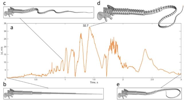 Gráfico e ilustrações mostrando a velocidade da ponta da cauda simulada ao longo do tempo e em várias posições.