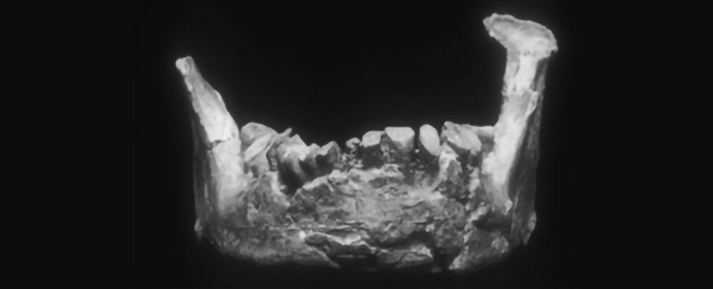 Este podría ser el fragmento más antiguo de humanos modernos en Europa, o algo aún más raro: ScienceAlert