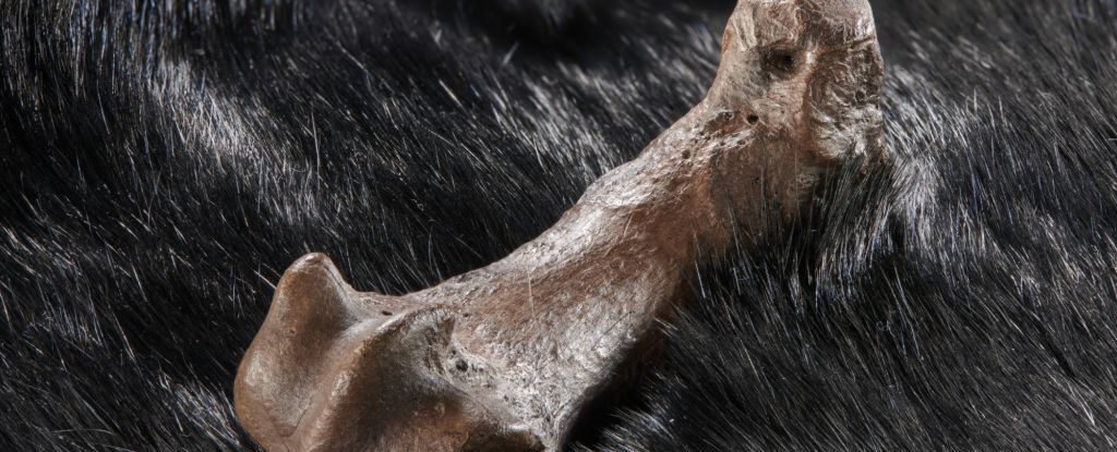 Cut Marks on Ancient Bones Reveal What Was in Fashion 320,000 Years Ago