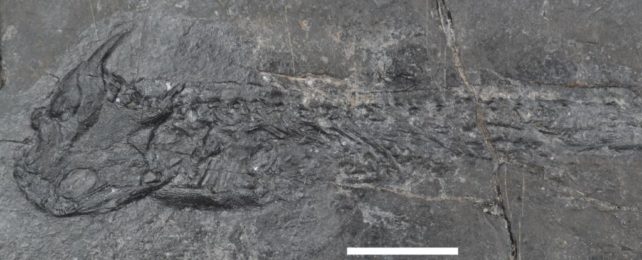 Strangely Cooked Bones From 300 Millions Years Ago Can Finally Be Explained