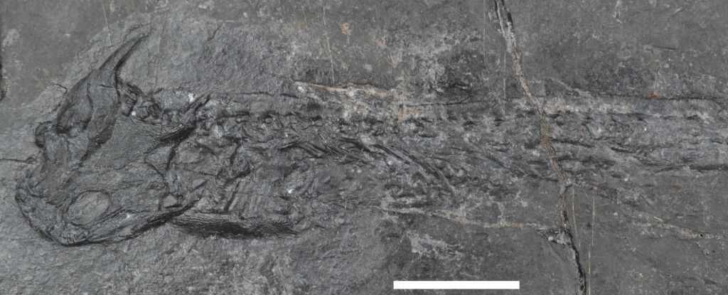 Des os étrangement cuits il y a 300 millions d’années peuvent enfin être expliqués : ScienceAlert