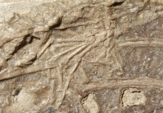 Raro fósil de dinosaurio encontrado con la Última Cena perfectamente conservada en el interior: ScienceAlert