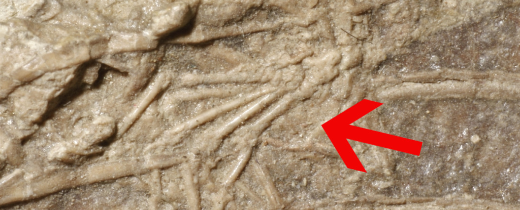 beschrifteter Säugetierfuß im Inneren des Fossils