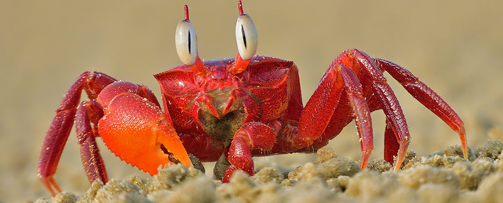 Les crabes ne sont pas les seules choses que l’évolution continue de faire.  Un expert explique.  : AlerteScience