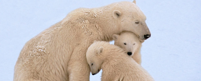 mother polar bear and two cubs huddling