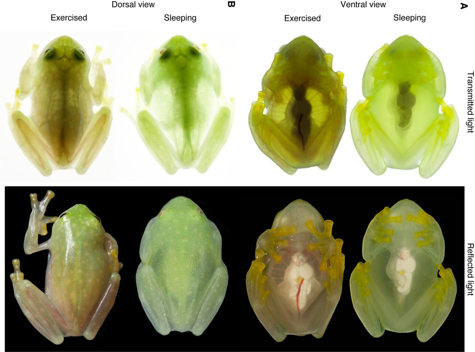 Glass Frogs Turn Transparent When They Sleep??? By Hiding Almost All