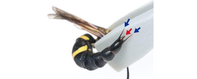 Male Wasps Have Been Seen Using Their Genitals as Weapons Against Predators