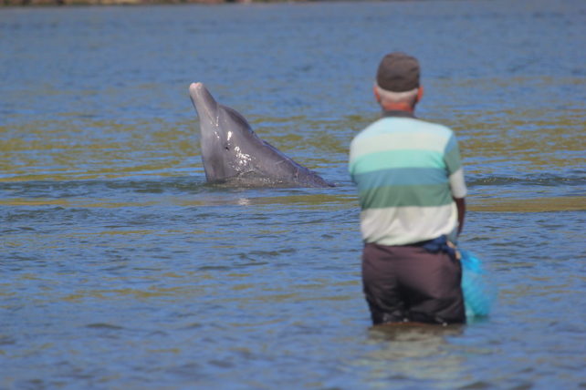 Dolphin and Fisher Brazil
