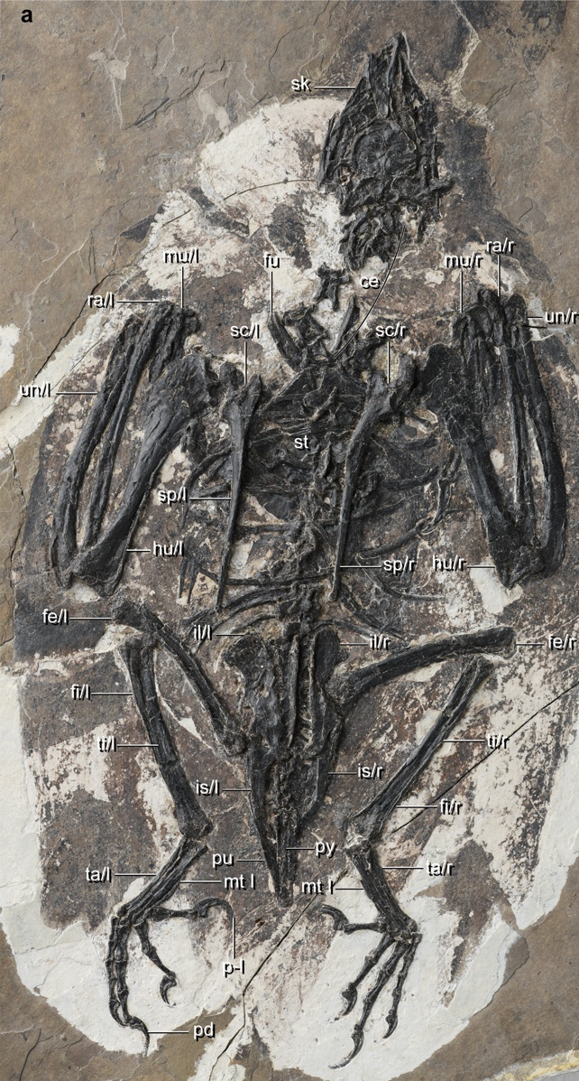 fósil de pájaro antiguo