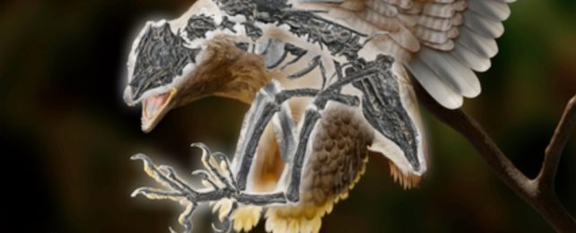 Ancient Bird Fossil Illustration