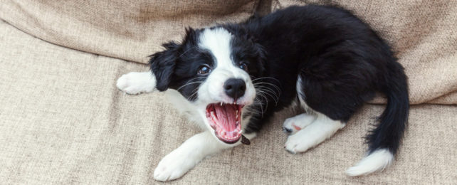 Black and white puppy looking scared and barking on couch