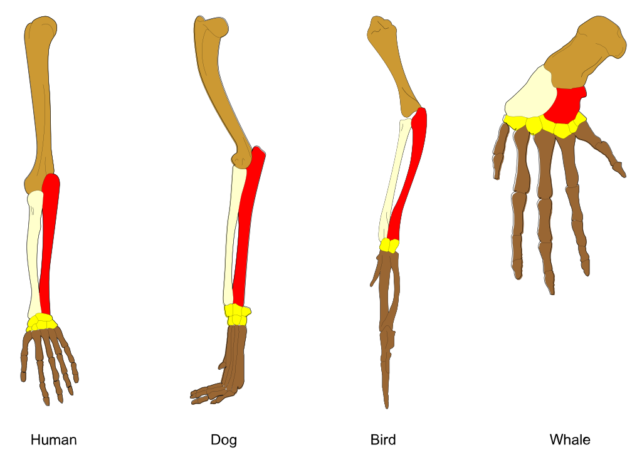 Estos cinco rastros de ancestros antiguos todavía están presentes en los cuerpos de los humanos hoy: ScienceAlert