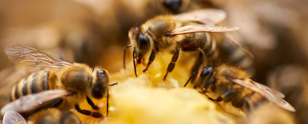 EE. UU. aprueba la primera vacuna para las abejas en medio de la crisis mundial de los polinizadores : Heaven32