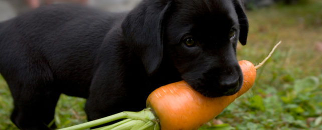 A black puppy carries a thick carrot in its mouth.