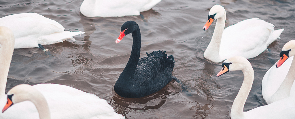 Black Swans Could Be Entirely Wiped Out by a Single Virus, Scientists Warn : ScienceAlert