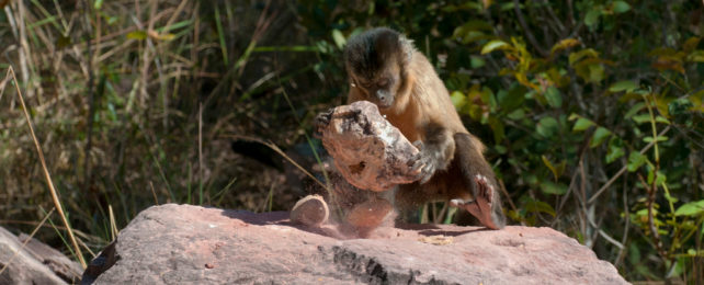 A capuchin monkey breaks a coconut with a rock.