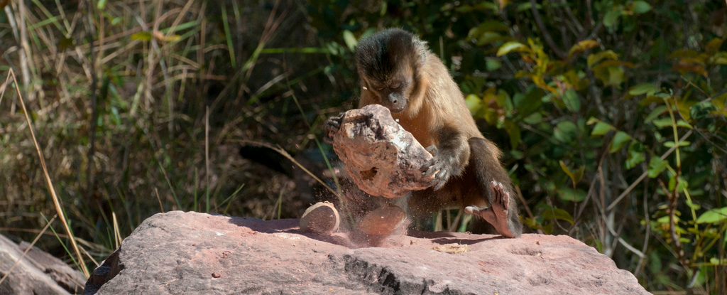 A Capuchin Monkey Smashes A Coconut With A Stone.