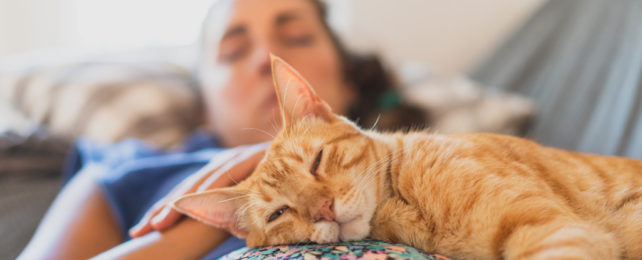 A cat sleeps on a sleeping woman's stomach.