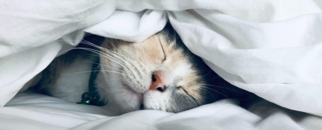 Cat Sleeping Under Sheet