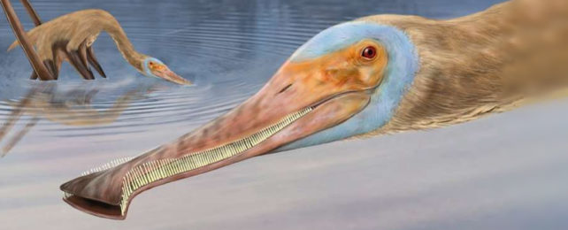 Illustrated close up of long toothy beaked pterosaur