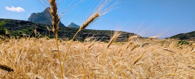 Crop Under Blue Sky