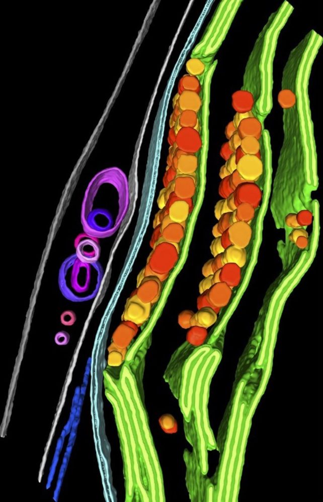 Purple outlined circles and red through to yellow blobs between shaky green, blue and white lines