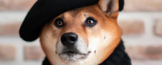 Dog Wearing Beret