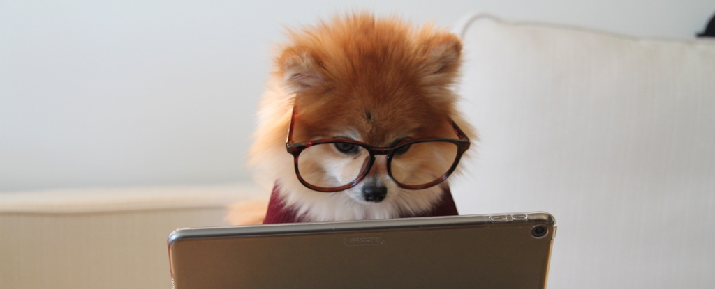 Hund mit Brille liest Tablet