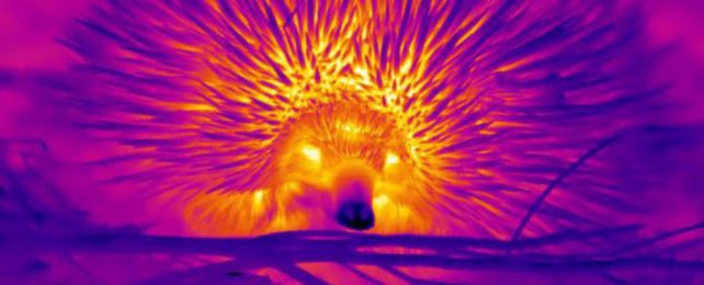 Echidnas Blow Bubbles of Snot to Stay Cool in The Australian Outback