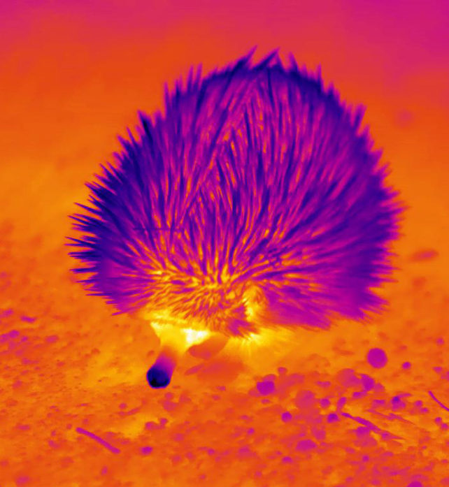 Echidnas Blow Bubbles of Snot to Stay Cool in The Australian Outback : ScienceAlert