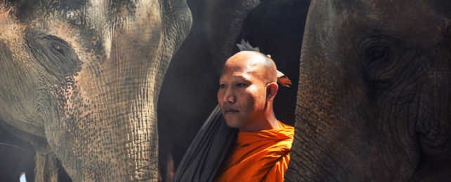 Elephants surrounding monk in orange robe