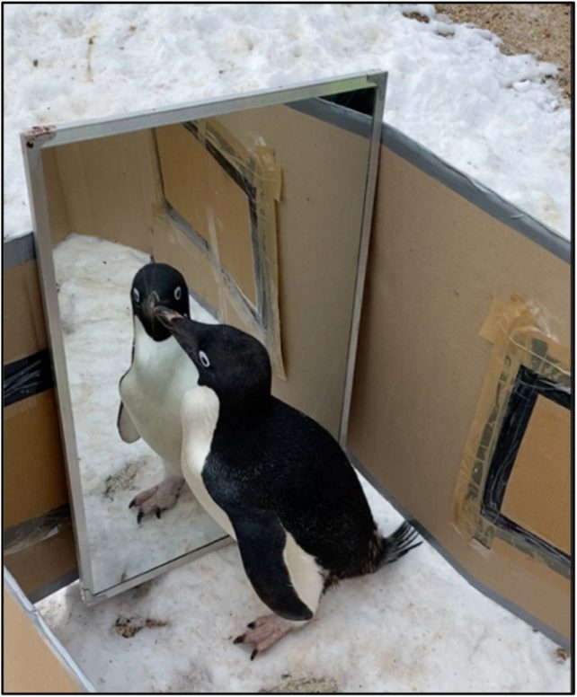 Penguin in cardboard pen looks at himself in the mirror