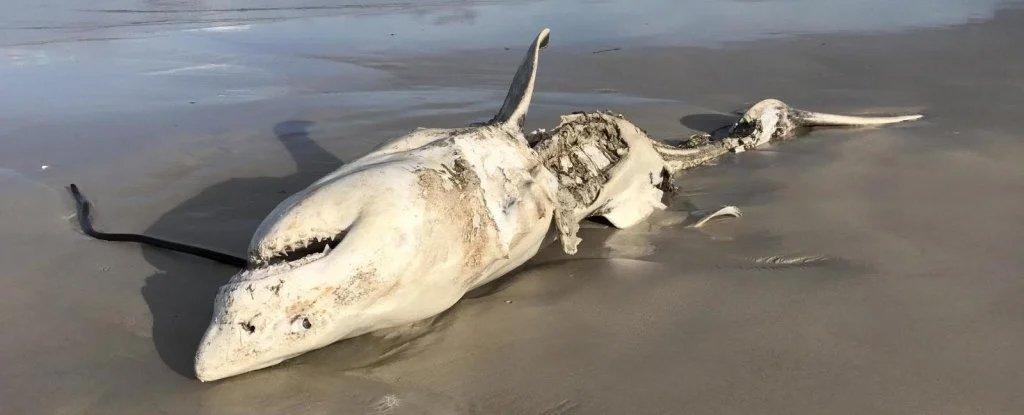 Gored Shark On The Beach