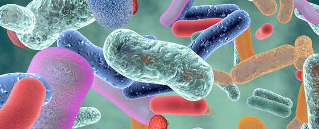 Gut bacteria