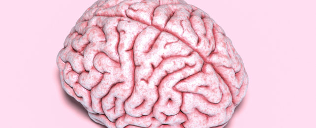 A human brain viewed from above, showing its characteristic folds, against a pink background.