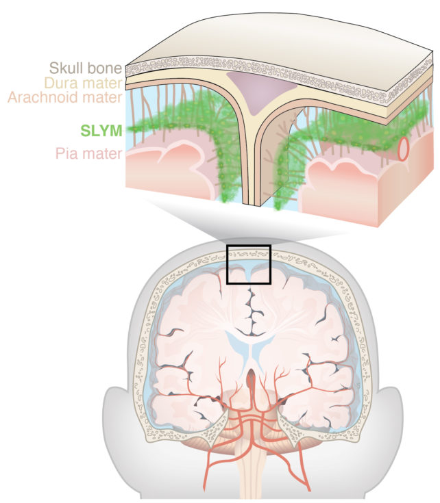 Illustration showing SLYM between two membranes between brain and skull