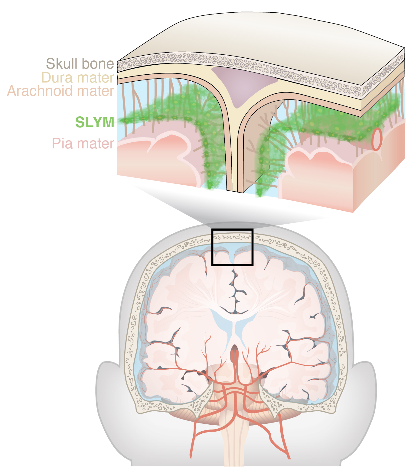 Scientists just uncovered a whole new layer of brain anatomy sciencealert