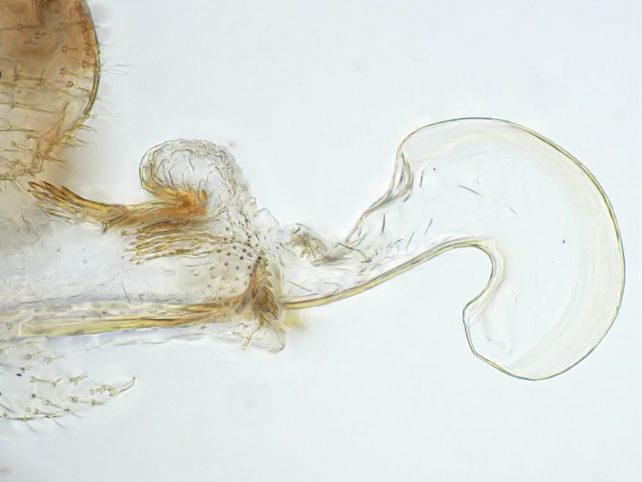 Transparent organ with inflated end