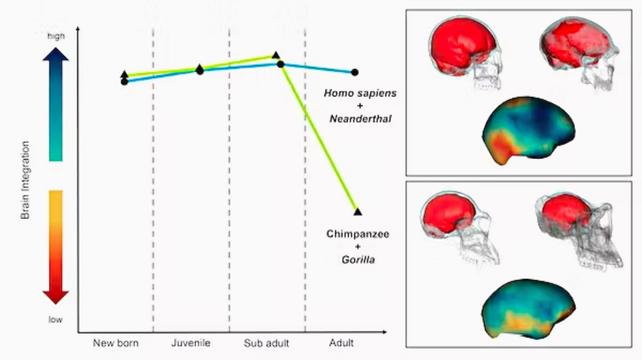 Izquierda: un gráfico muestra el grado de integración entre los lóbulos del cerebro, con colores más fríos que indican una mayor integración.  Derecha: cráneos translúcidos de un ser humano, un neandertal, un chimpancé y un gorila, que muestran los cerebros reconstruidos digitalmente en su interior.