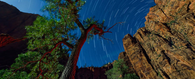 Looking up at star trails over tree and cliffs