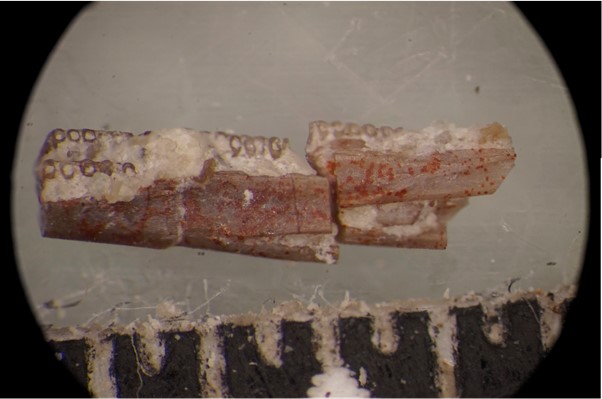 Fossilized jaw bone with tiny nubs of teeth, pictured next to a ruler, in the circular field of view of a microscope