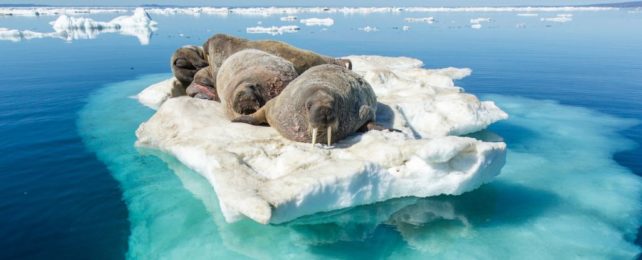 Oceans Broke Yet Another Heat Record in 2022, Scientists Warn