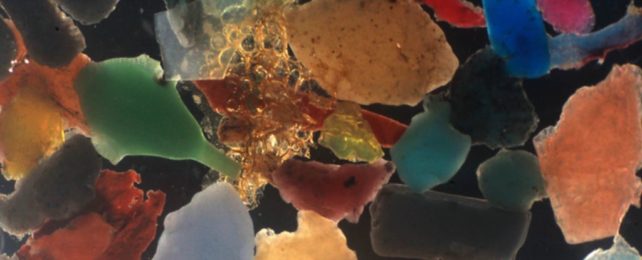 Bacteria Can Use Plastic Waste as a Food Source, Which Isn't as Good as It Sounds