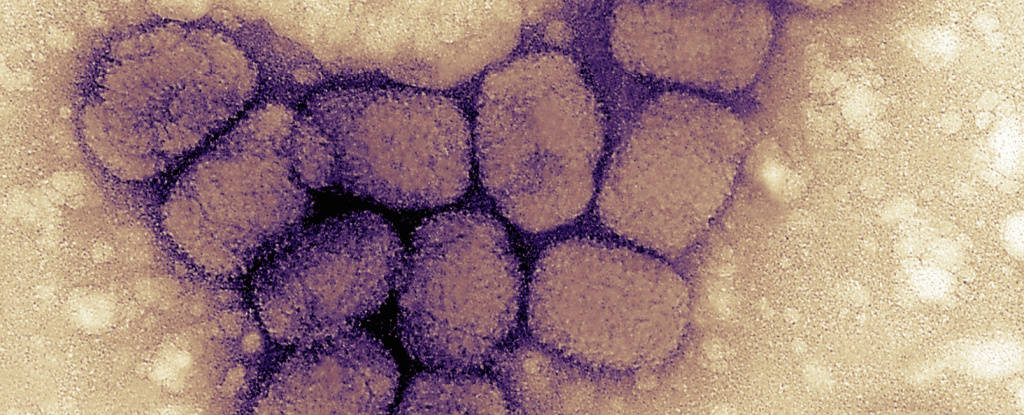 Mikroskopbild von länglich geformten Variola (Pocken) Viren