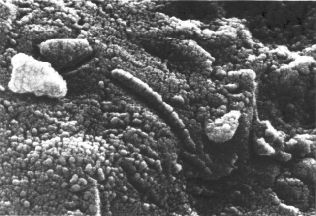 Изображение в оттенках серого, показывающее пятнистый микроскопический ландшафт метеорита со странными выпуклостями, которые выглядят приклеенными