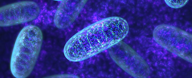 Mitochondria organelle