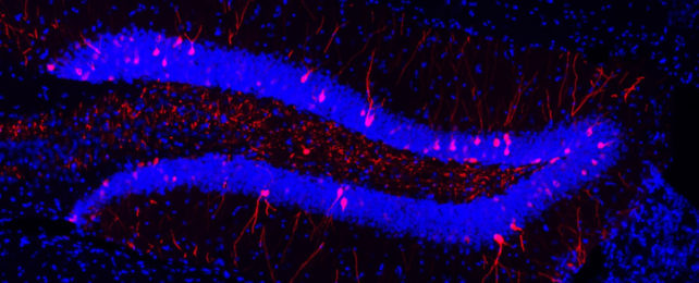 A fluorescent microscope image of the V-shaped mouse hippocampus, stained blue, with specific neurons encoding a learning event stained in red.