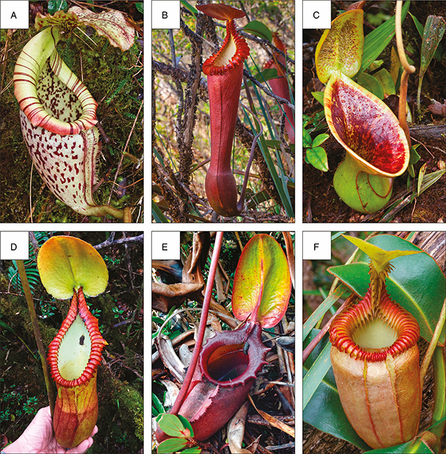 Nepenthes plants