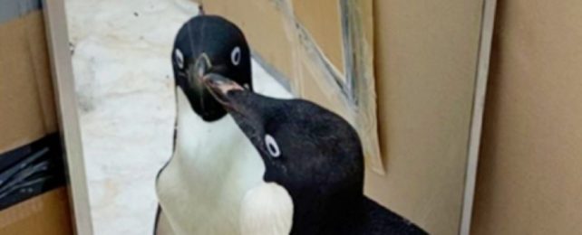 Penguin Looks In Mirror