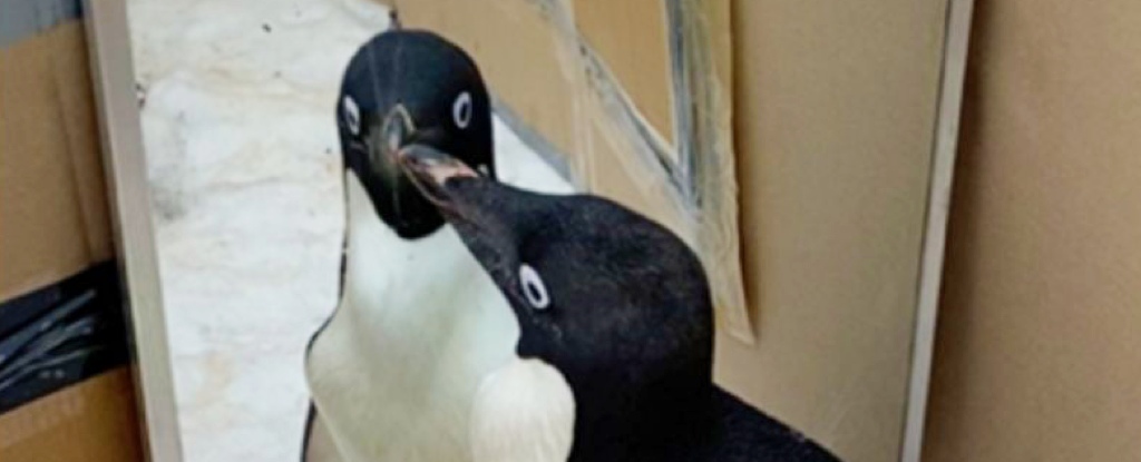 Scientists Gave Penguins a Mirror, And We Have Lots of Questions :  ScienceAlert